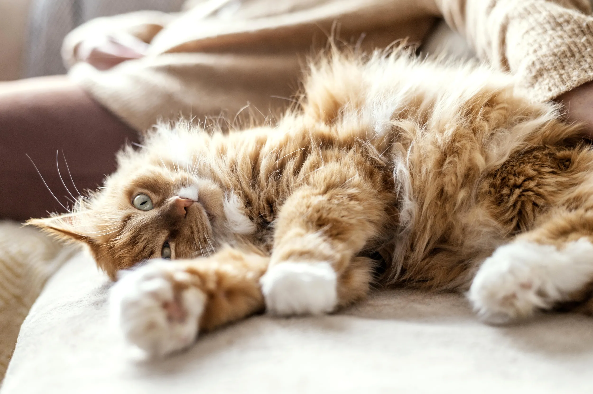 Kedi bakımı nasıl olmalı?