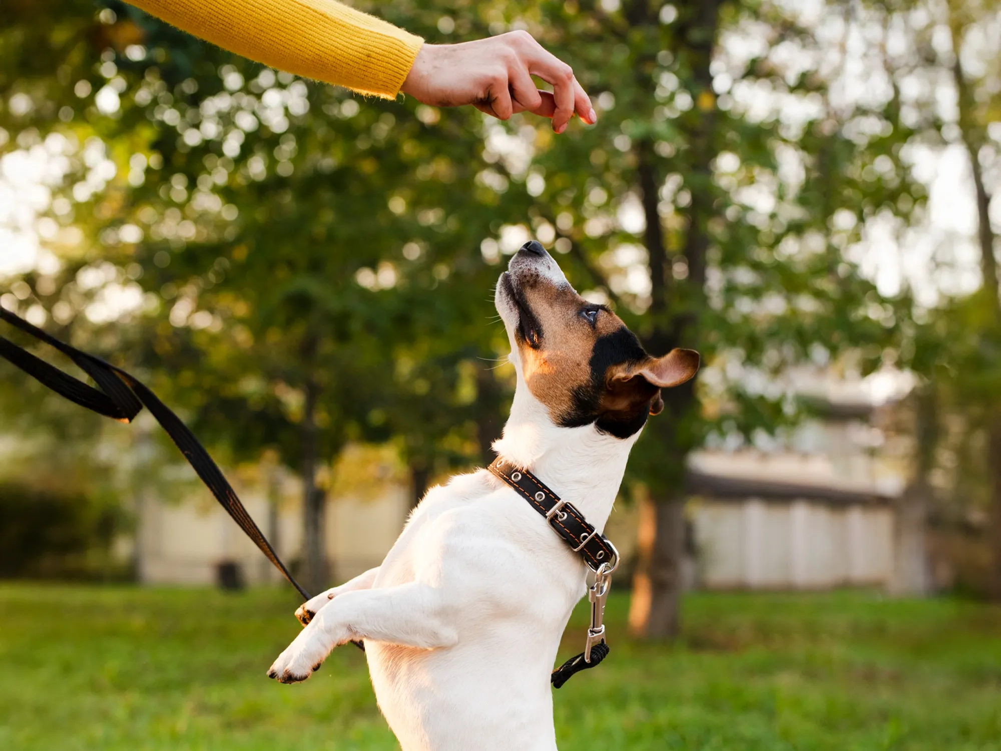 Köpeklerde Ödül Maması Kullanımı