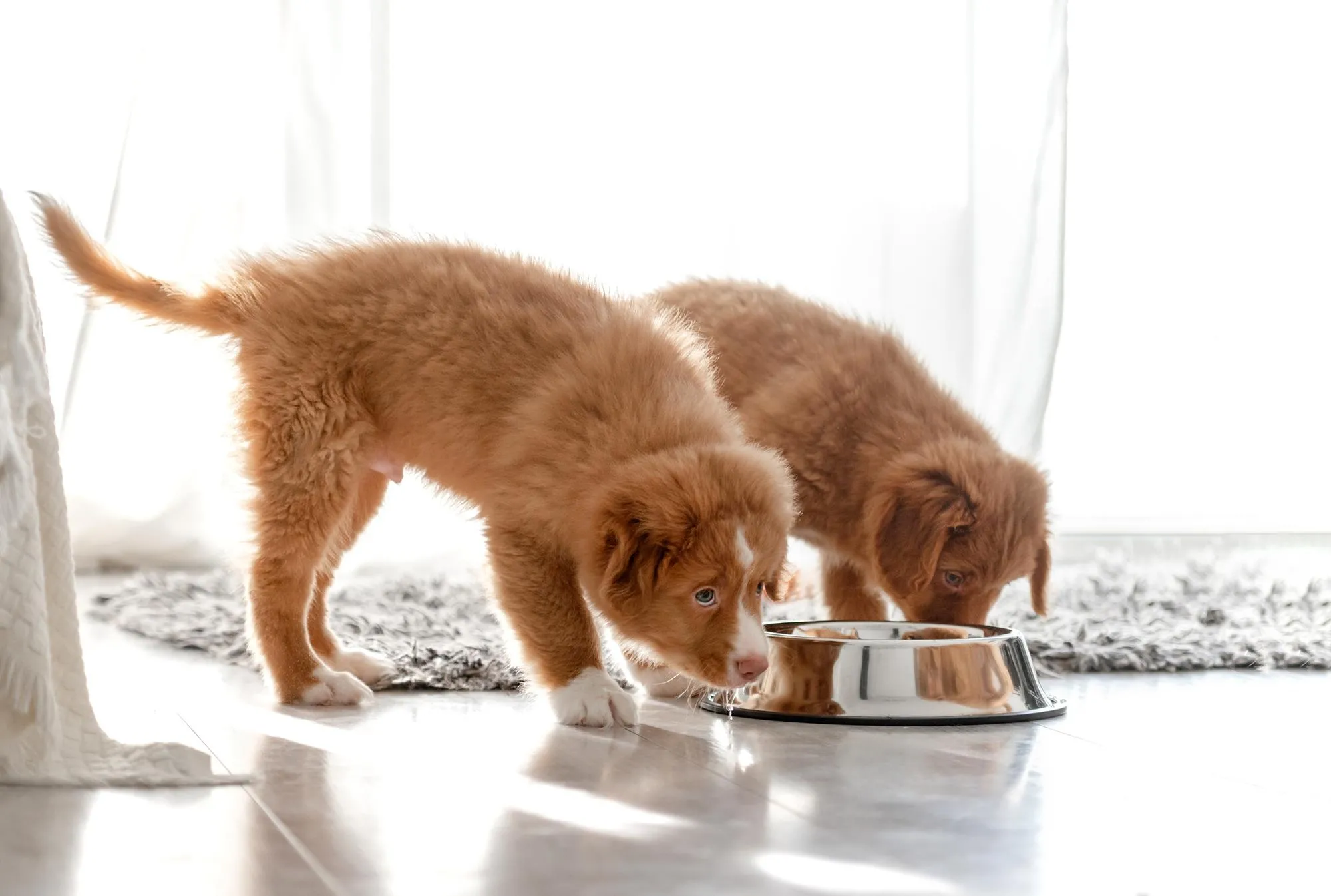 Yavru Köpeğimi Beslerken Nelere Dikkat Etmeliyim?